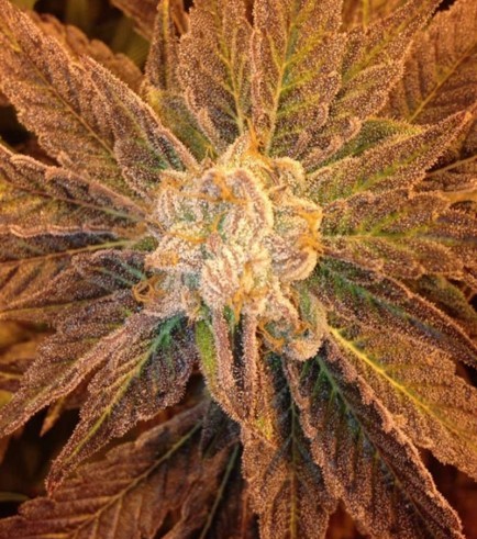 Semilla 9 Pound Hammer