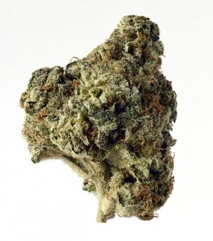 Semilla AK Choco Kush