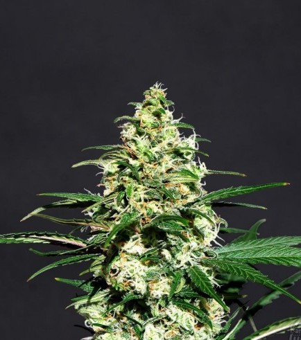 Semilla Amnesi-K Lemon