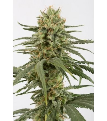 Semilla Amnesia CBD