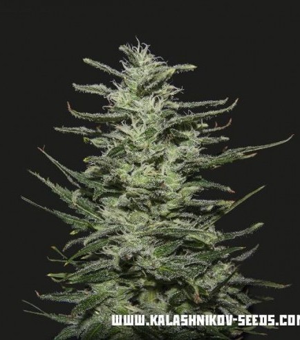 Semilla Amnesia Molotov