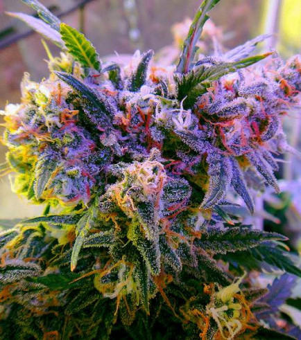 Semilla Aurora Indica