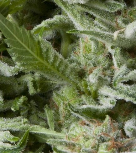 Semilla Auto Alpujarreña