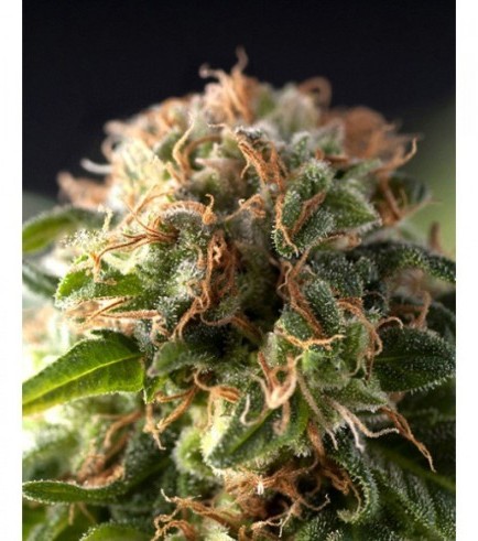 Semilla Auto Fresh Candy