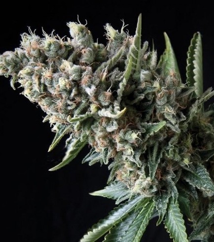 Semilla Auto Nefertiti