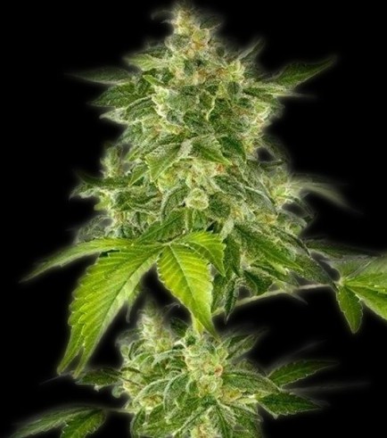 Semilla Autoflower Haze