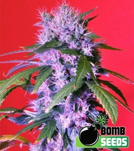 Semilla Berry Bomb Autofloreciente