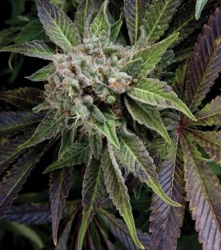 Semilla Blue Pyramid