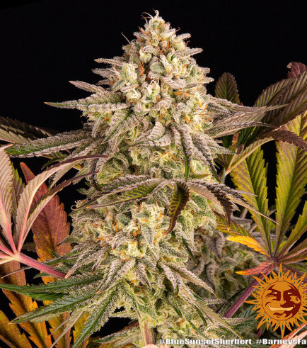 Semilla Blue Sunset Sherbert