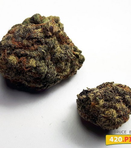 Semilla Bruce Banner BX 2.0