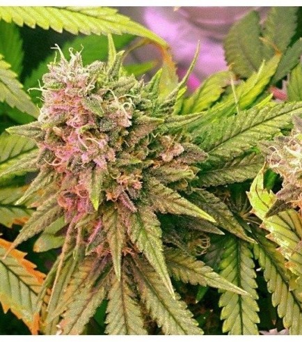 Semilla Bubblelicious Autofloreciente