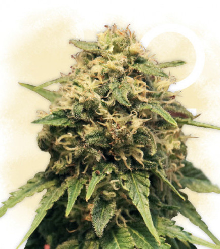 Semilla Cash Express