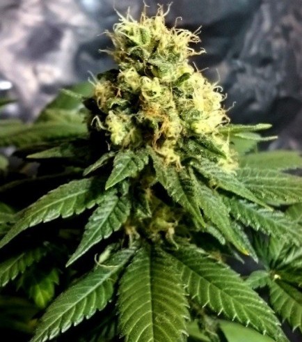 Semilla CBD Divine