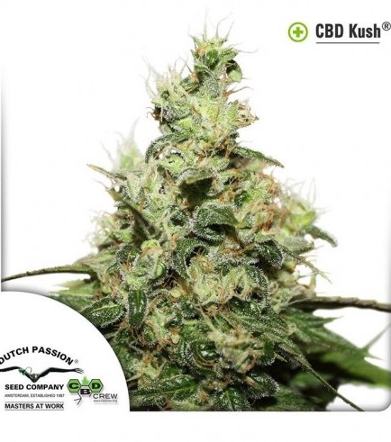 Semilla CBD Kush