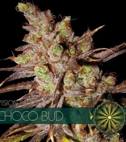Semilla Choco Bud