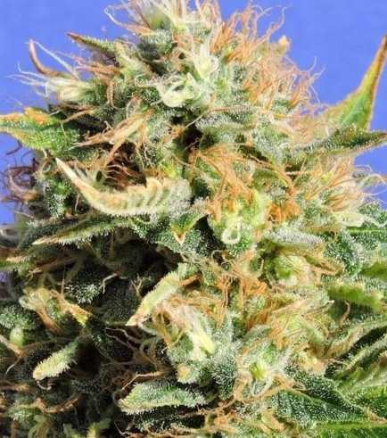 Semilla Chronic Lights