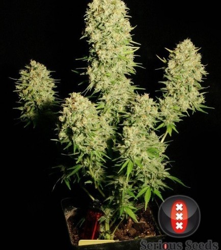 Semilla Chronic