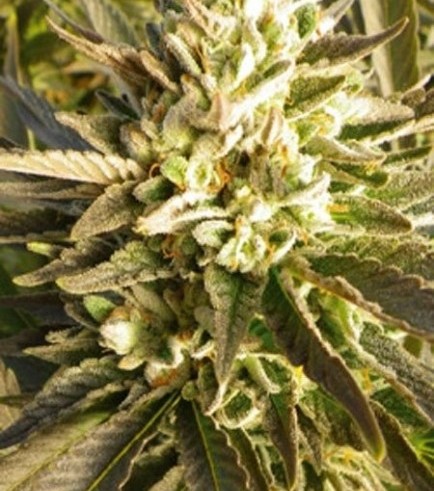 Semilla Citrus Smoothie