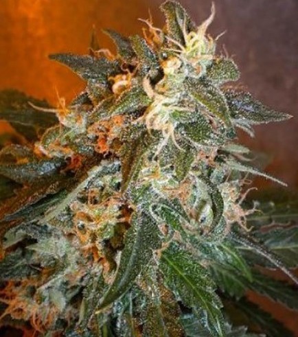 Semilla Cobra Autofloreciente