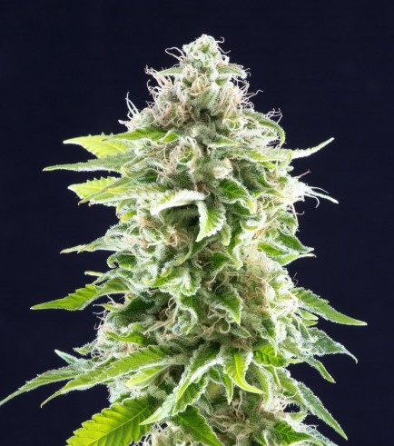 Semilla Cookies Haze