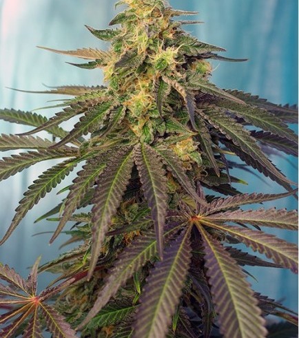 Semilla Cream Caramel CBD