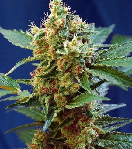 Semilla Cream Mandarine XL Autofloreciente