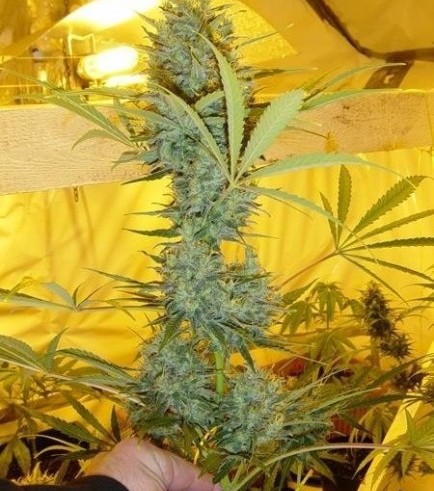 Semilla Critical Haze