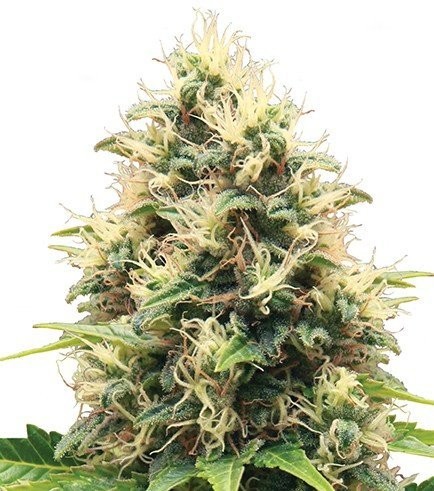 Semilla Critical Mango