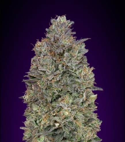 Semilla Critical Purple Kush