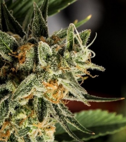 Semilla Crockett's Tangie