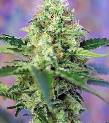 Semilla Crystal Candy