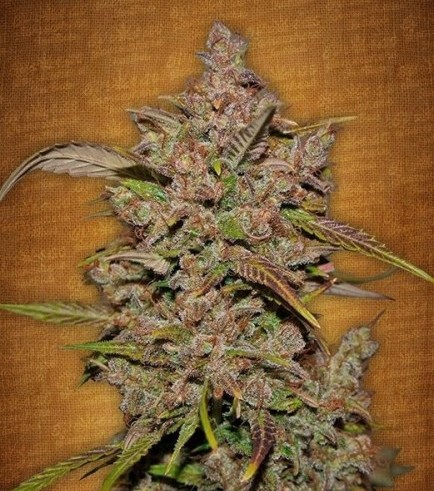 Semilla Crystal Meth