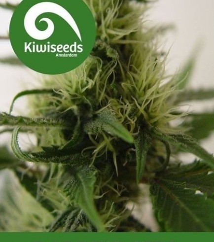 Semilla Daddy’s Girl