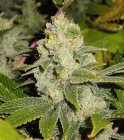 Semilla Deadhead OG