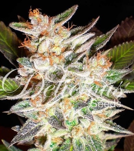 Semilla Delicious Candy Auto