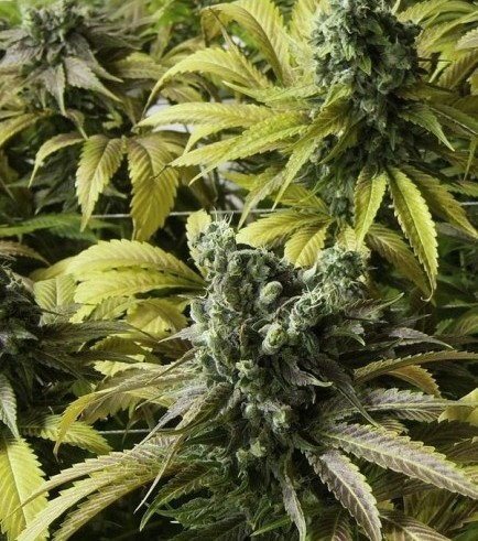 Semilla Desert Diesel