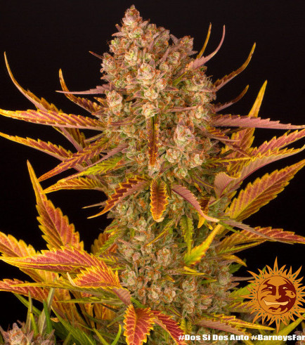 Semilla Do Si Dos Auto