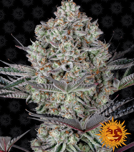 Semilla Dos Si Dos 33