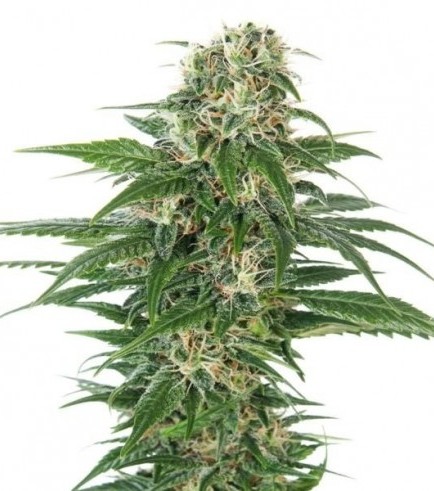 Semilla Early Skunk Autofloreciente