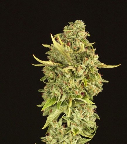 Semilla Hell’s Bells