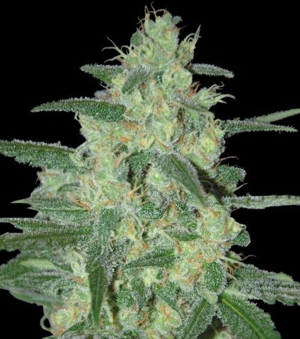 Semilla Holy Grail 69