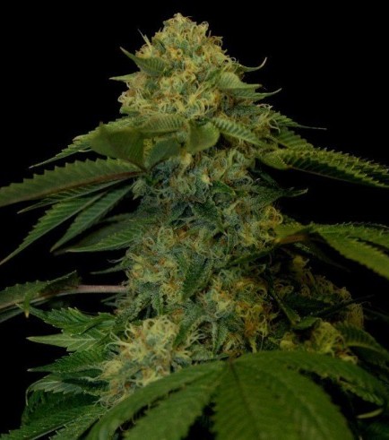 Semilla Holy Grail Kush