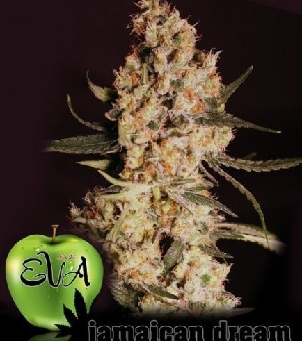 Semilla Jamaican Dream
