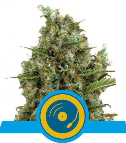 Semilla Joanne's CBD