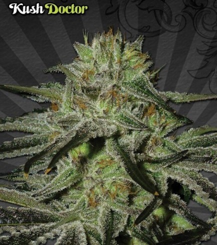 Semilla Kush Doctor
