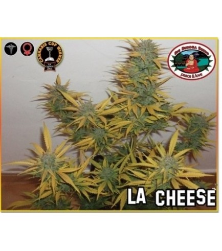 Semilla LA Cheese