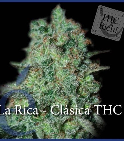 Semilla La Rica Classic THC