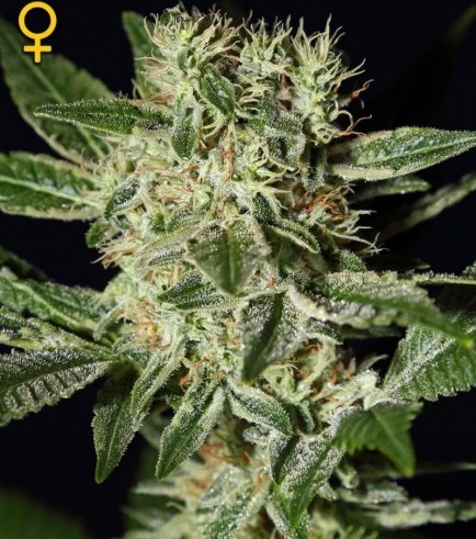 Semilla Ladyburn 1974