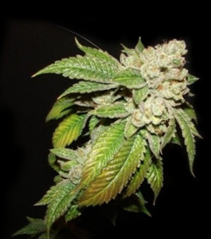 Semilla Larry OG Kush