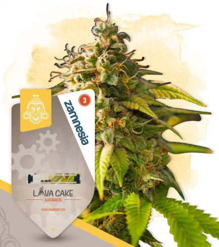 Semilla Lava Cake Automatic